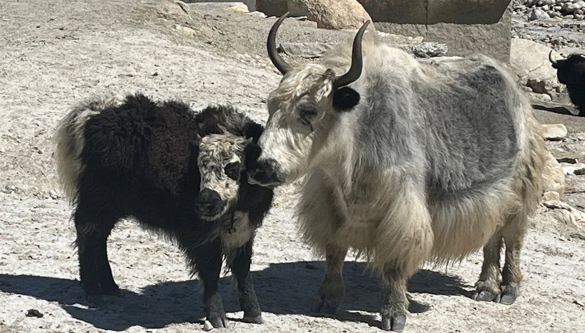 Yakmama mit Kind | © Astrid Kleemann