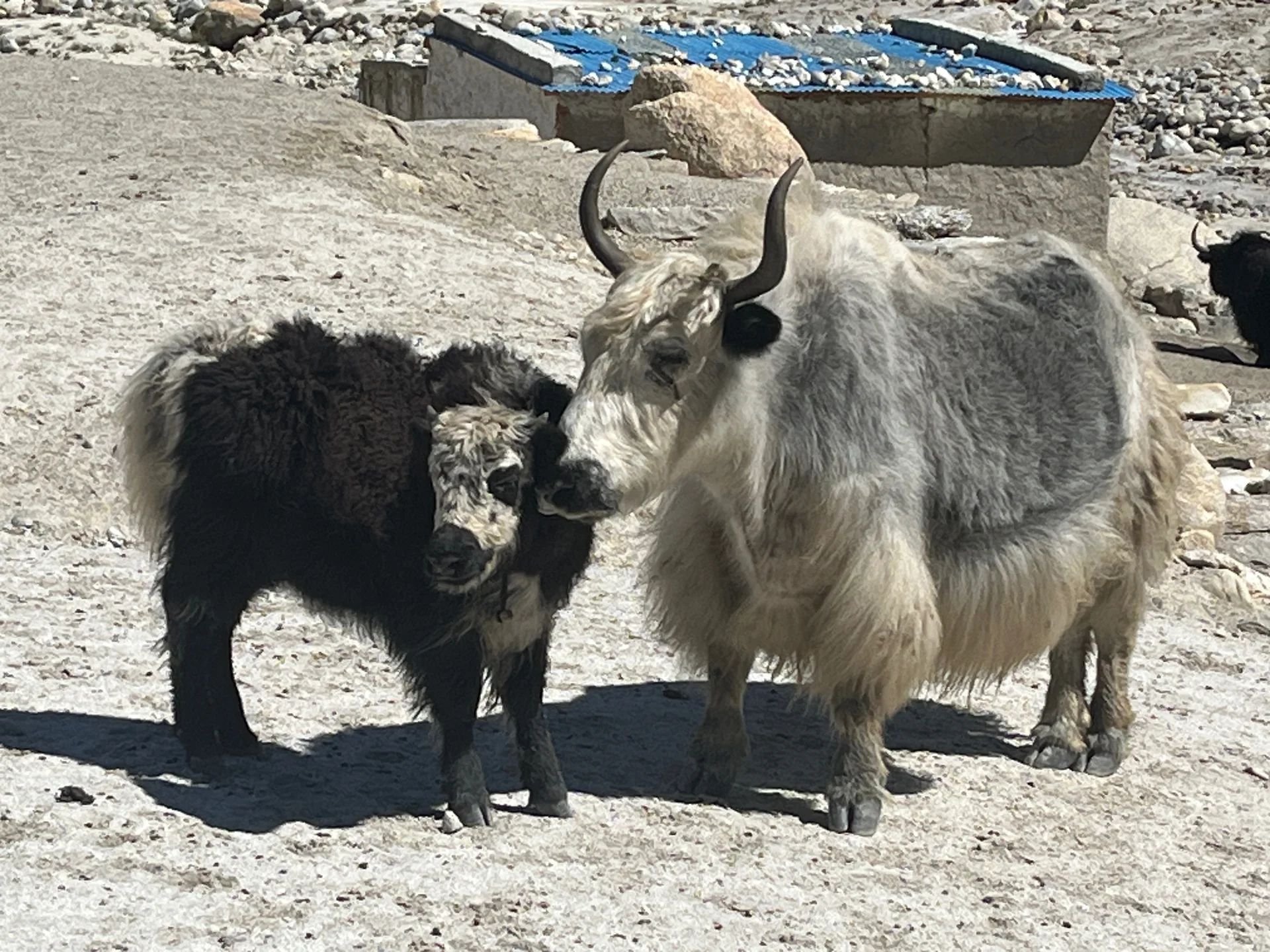 Yakmama mit Kind | © Astrid Kleemann