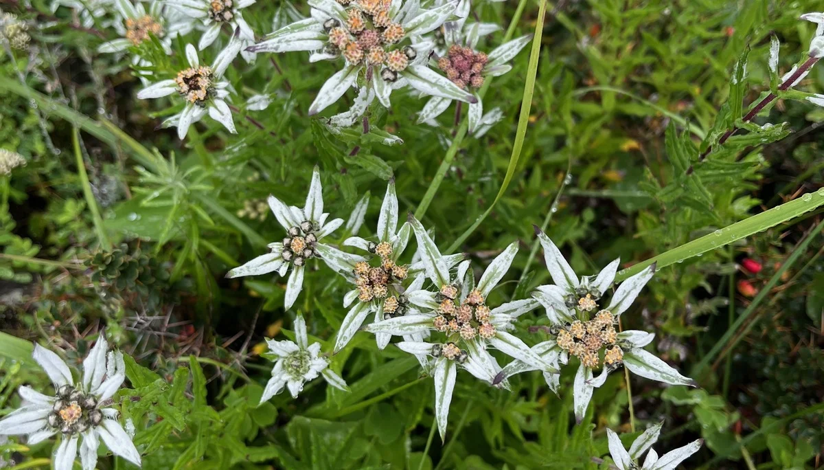 Edelweiß | © Astrid Kleemann