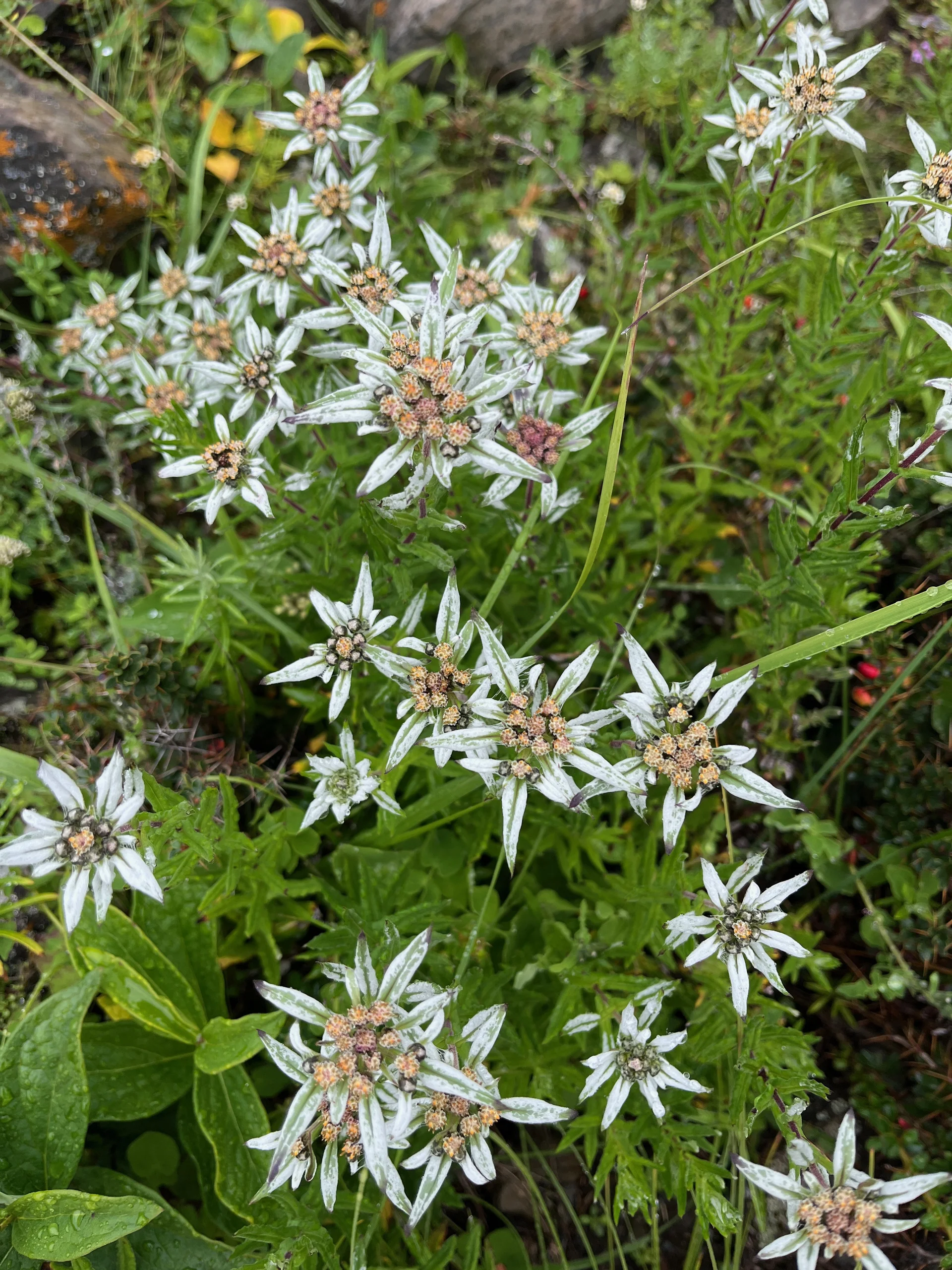 Edelweiß | © Astrid Kleemann