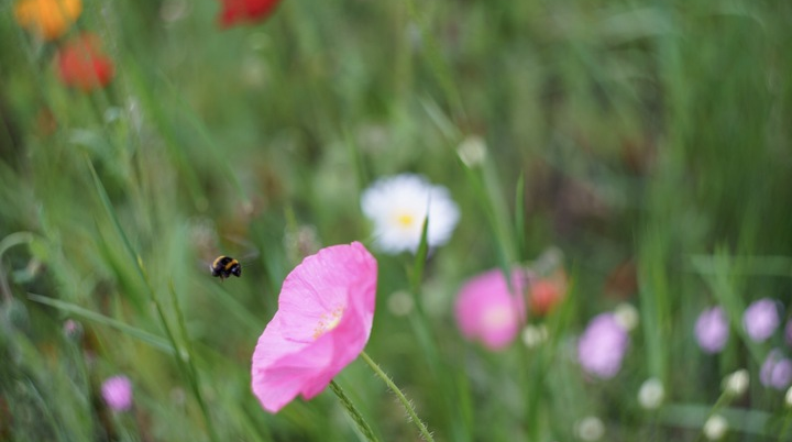 Blumenwiese | © Doris Ihlefeld