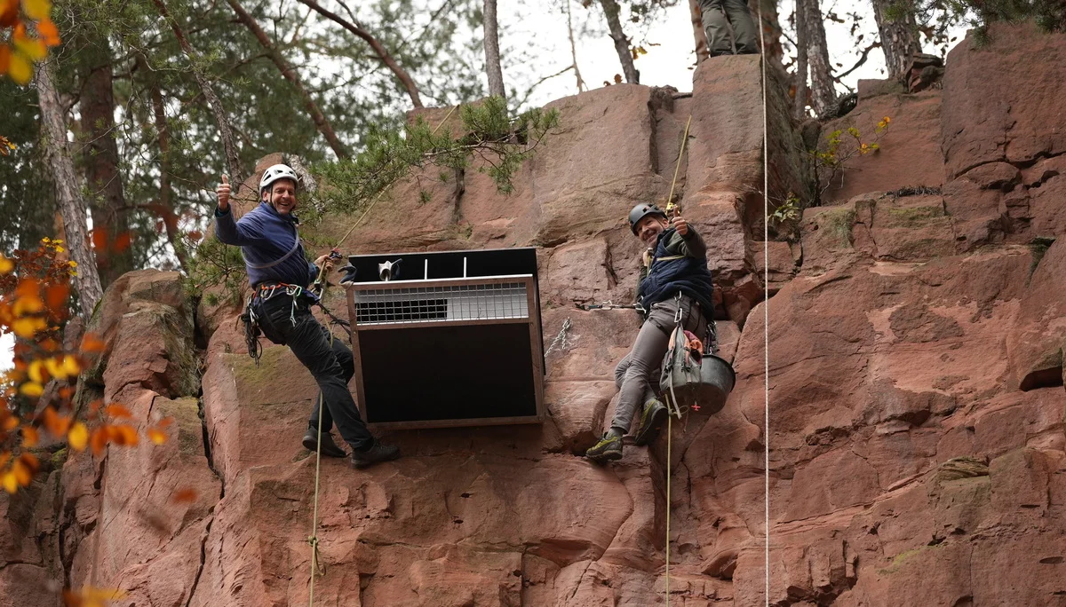 Harald Steiger und Thorsten Seemüller von den Kletterfreunden Odenwald nach der Montage des Nistkastens | © Harald Bauer /bauerfoto.de