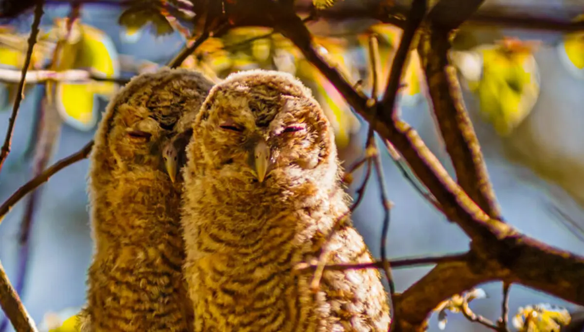 Waldkautzküken | © Doris Ihlefeld
