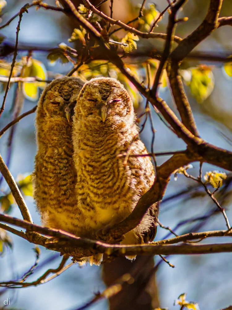 Waldkautzküken | © Doris Ihlefeld