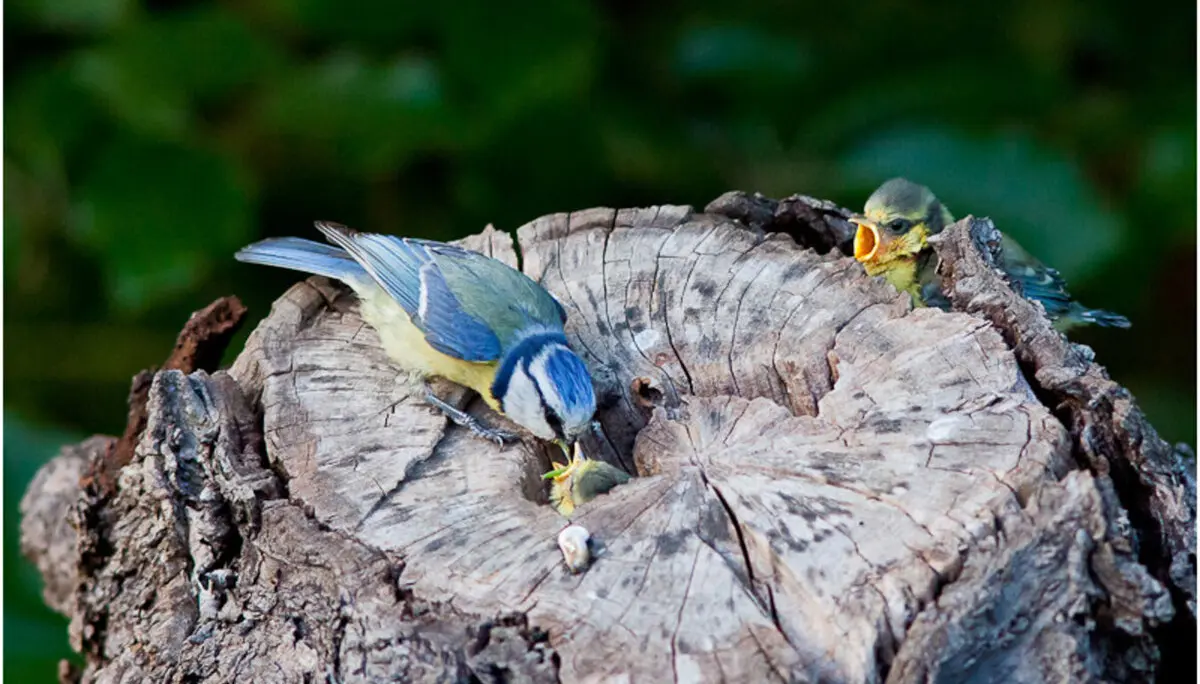 Maise füttert | © Helge Kramberger