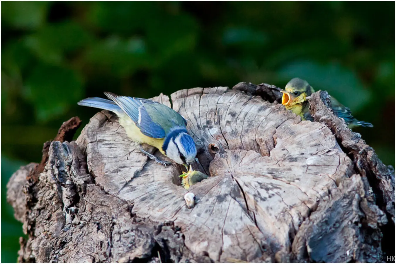 Maise füttert | © Helge Kramberger