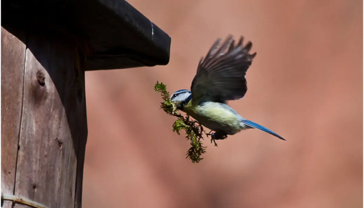 Maise beim Nestbau | © Helge Kramberger
