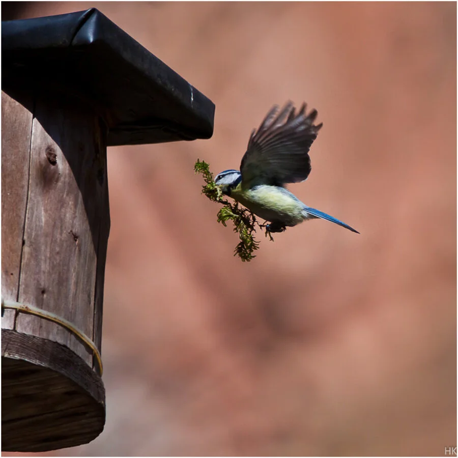Maise beim Nestbau | © Helge Kramberger