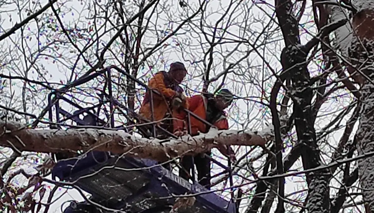 Bäume fällen | © Alfred