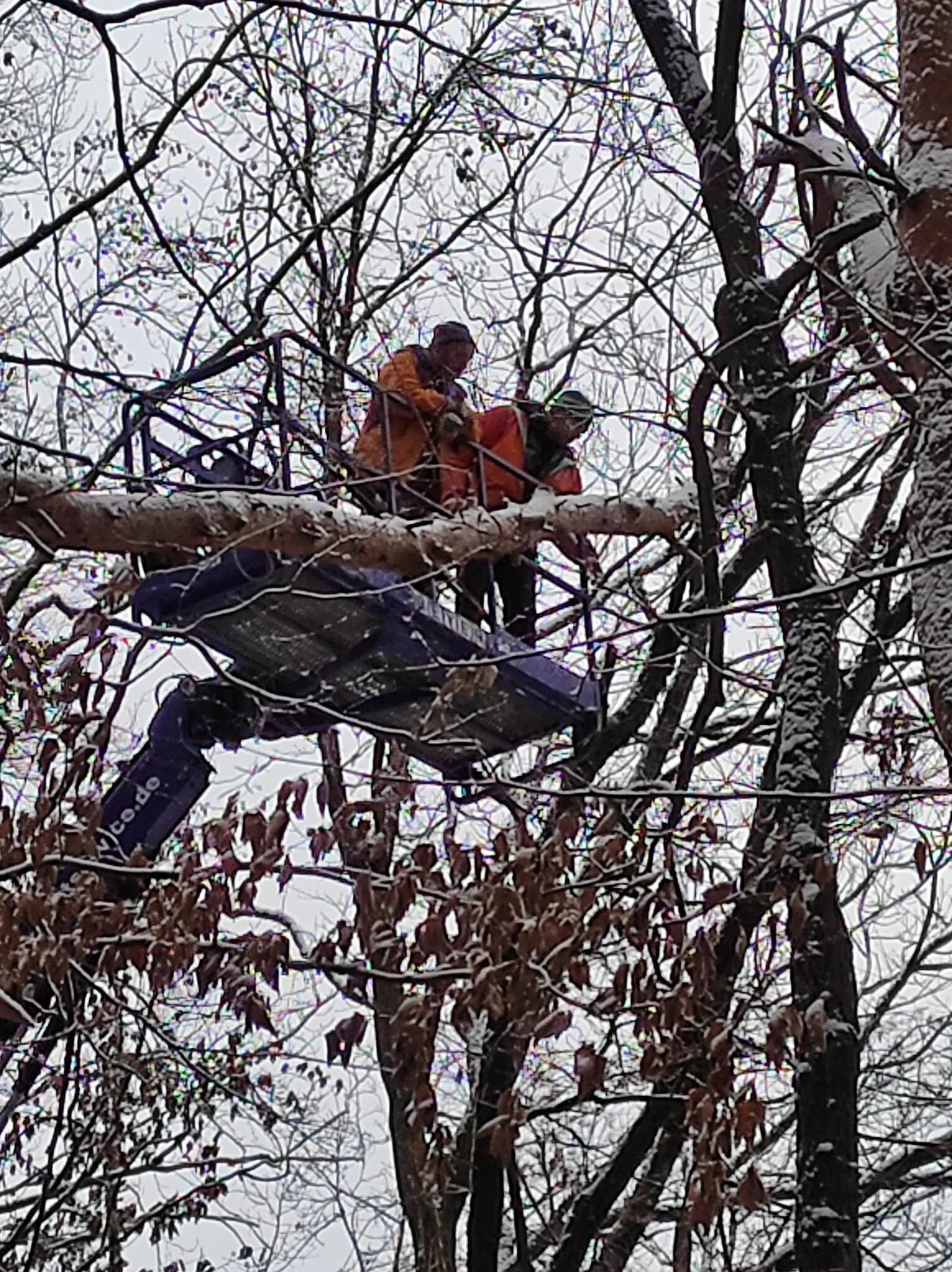 Bäume fällen | © Alfred