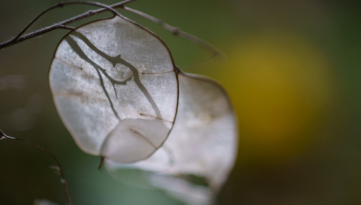 © Doris Ihlefeld