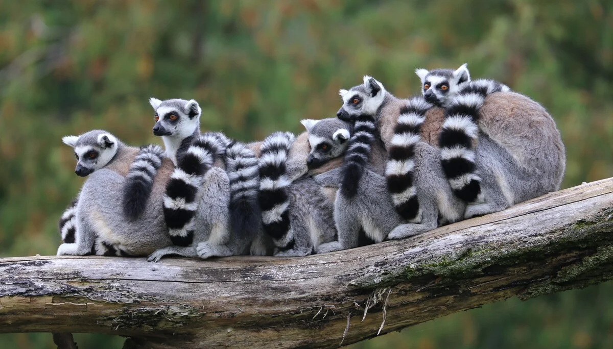 © Rufus46 from Wikimedia