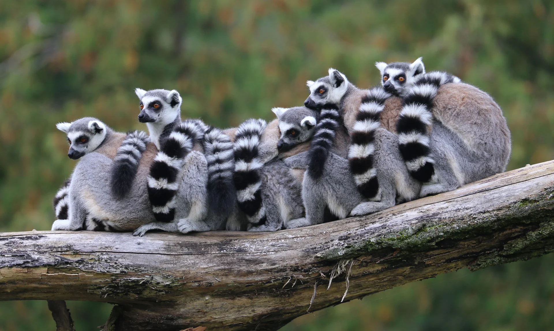 © Rufus46 from Wikimedia